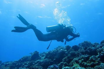 航迹海洋：西沙海域珊瑚礁生态调查任务圆满完成