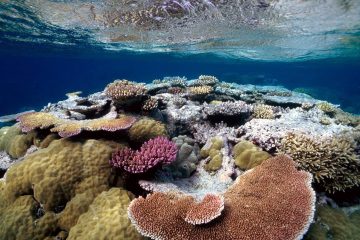 海洋科普 | 海洋中的“热带雨林”